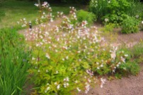 Treblandsspirea, Gillenia trifoliata