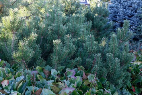 Balkanbergtall, Pinus mugo var. pumilo fk Sauherad