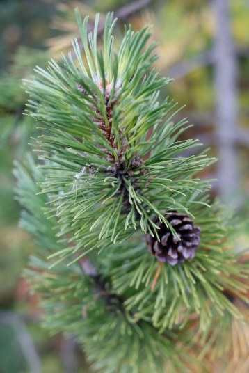 Bergtall, Pinus mugo 'Marand' har gula strimmor på barren