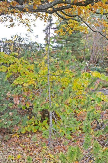 Bergtall, Pinus mugo 'Marand' har ett upprätt växtsätt