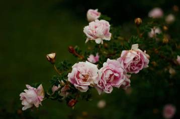 Pimpinellros, Rosa spinosissimagruppen 'Mary Queen of Scots'