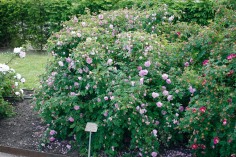 Pimpinellros, Rosa spinosissimagruppen 'Poppius'