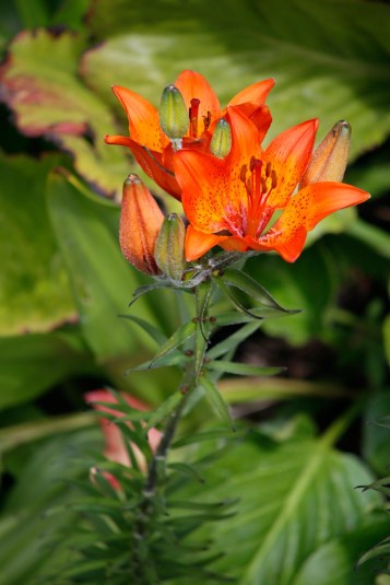 Brandlilja, Lilium bulbiferum