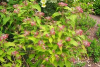 Paradisbuske, Linnaea amabilis, blomknoppar