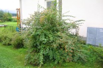 Paradisbuske, Linnaea amabilis, sensommar