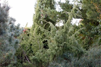 En, Juniperus communis 'Kantarell'