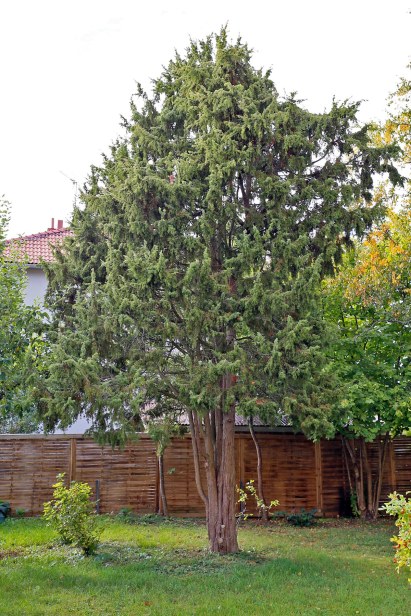 En, Juniperus communis, uppstammad vildform i trädgård