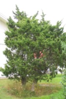 En, Juniperus communis, vildform i trädgård