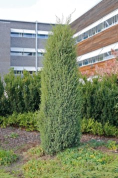Träd-en, Juniperus communis f. suecica