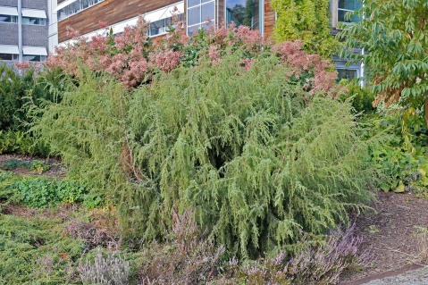 En, Juniperus communis 'Fontän'