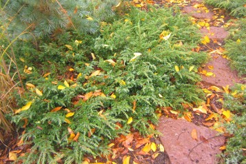 En, Juniperus communis 'Hornibrookii'