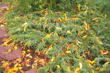 En, Juniperus communis 'Hornibrookii'