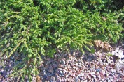 En, Juniperus communis 'Repanda'
