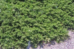En, Juniperus communis 'Repanda', sommar