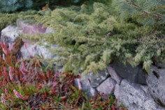 Krypen, Juniperus communis 'Hornibrookii'