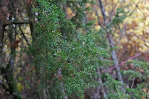 Pelar-en, Juniperus communis 'Urshult'