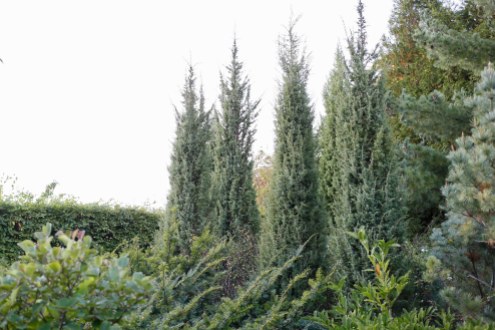 Pelar-en, Juniperus communis 'Vemboö'