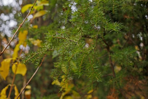 Pelaren, Juniperus communis 'Örsgänge'