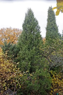 Pelaren, Juniperus communis 'Mayer'