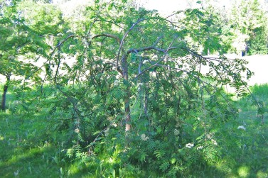 Hängrönn, Sorbus aucuparia 'Pendula'