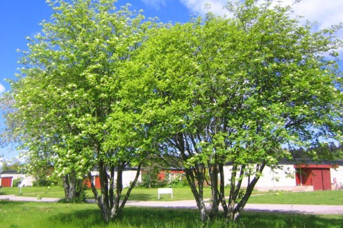 Rönn, Sorbus aucuparia ssp. aucuparia