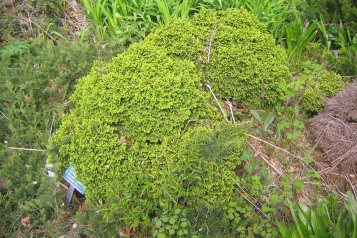 Dvärggran, Picea abies 'Little Gem'