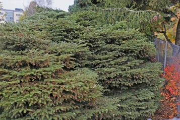 Dvärggran, Picea abies 'Nana Compacta' höst