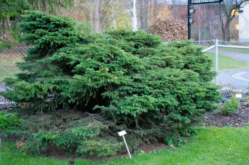 Dvärggran, Picea abies 'Nana Compacta'