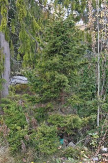 Dvärggran, Picea abies 'Obergaertner Bruns'