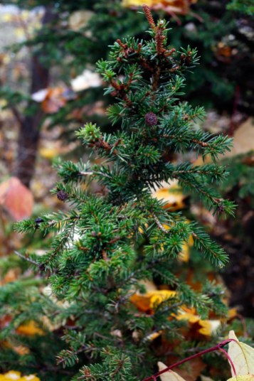 Dvärggran Picea abies 'Will's Zwerg'
