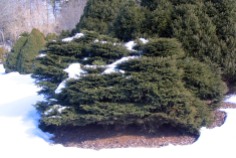 Fågelbogran, Picea abies 'Nidiformis'