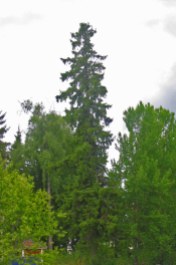 Gran, Picea abies, är vårt högsta inhemska träd.