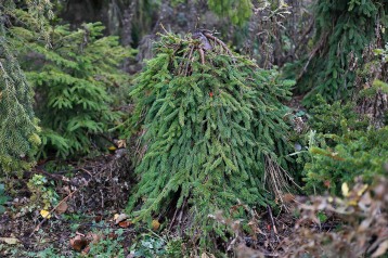 Hänggran, Picea abies 'Farnsburg' höst
