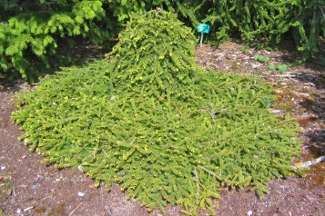 Hänggran, Picea abies 'Farnsburg' försommar