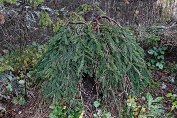 Hänggran, Picea abies 'Frohburg' höst