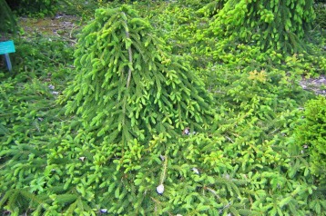 Hänggran, Picea abies 'Frohburg'