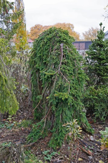 Hänggran, Picea abies 'Inversa' höst