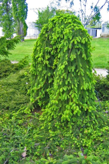 Hänggran, Picea abies 'Inversa' försommar