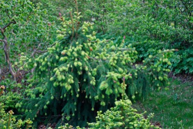 Kottegran, Picea abies 'Acrocona' försommar