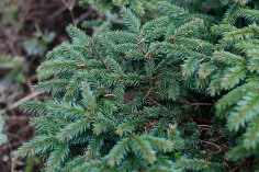 Krypgran, Picea abies 'Compacta' har korta barr