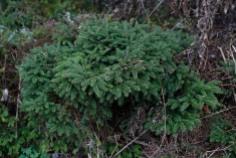Krypgran, Picea abies 'Compacta' höst