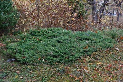 Krypgran, Picea abies 'Repens'