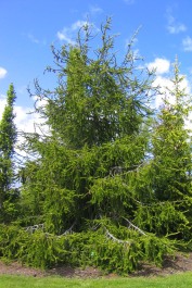 Ormgran, Picea abies f virgata, försommar