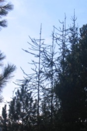 Ormgran, Picea abies f virgata