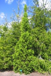 Pelargran, Picea abies 'Cupressina' försommar