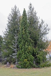 Pelargran, Picea abies 'Cupressina' höst
