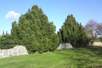 Pyramidgran, Picea abies 'Ohlendorffii'