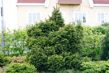 Pyramisgran, Picea abies 'Ohlendorffii', atypiskt bredväxande