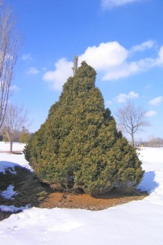 Pyramisgran, Picea abies 'Ohlendorffii'