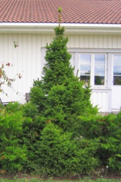 Pyramisgran, Picea abies 'Ohlendorffii'